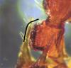 Myrmica sp.